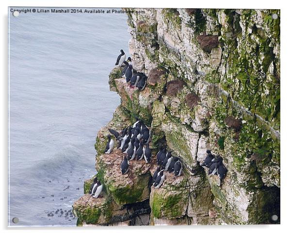  Bempton Cliffs, Acrylic by Lilian Marshall