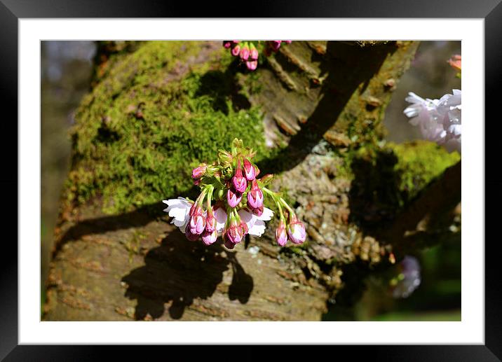 White and pink blossom on a tree branch. Framed Mounted Print by Jonathan Evans