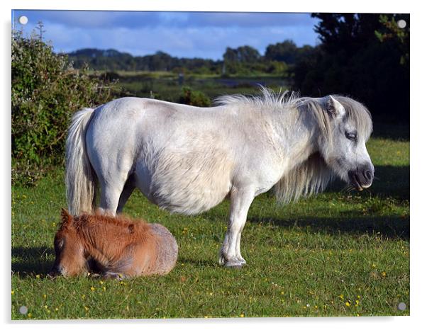  New forest Pony and Foal Acrylic by Paul Collis
