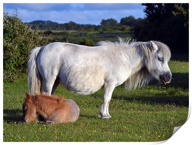  New forest Pony and Foal Print by Paul Collis