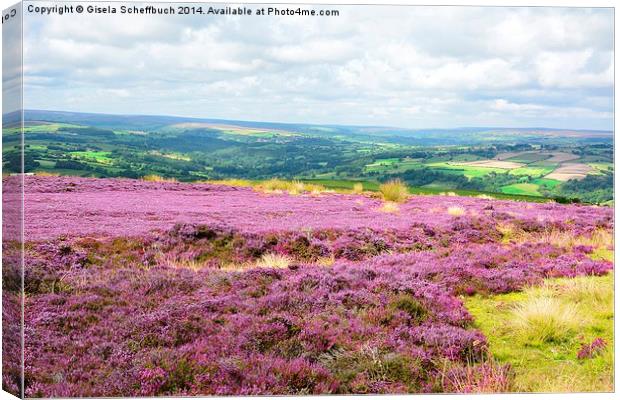  Heather in Bloom in the North York Moors Canvas Print by Gisela Scheffbuch