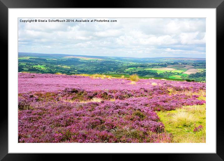  Heather in Bloom in the North York Moors Framed Mounted Print by Gisela Scheffbuch