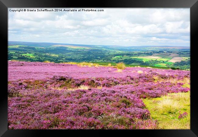  Heather in Bloom in the North York Moors Framed Print by Gisela Scheffbuch