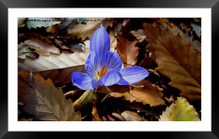  On the dead leaves, Framed Mounted Print by Ali asghar Mazinanian