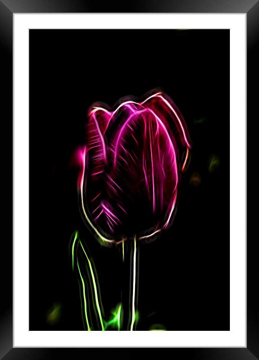  Tulips Framed Mounted Print by mark lindsay