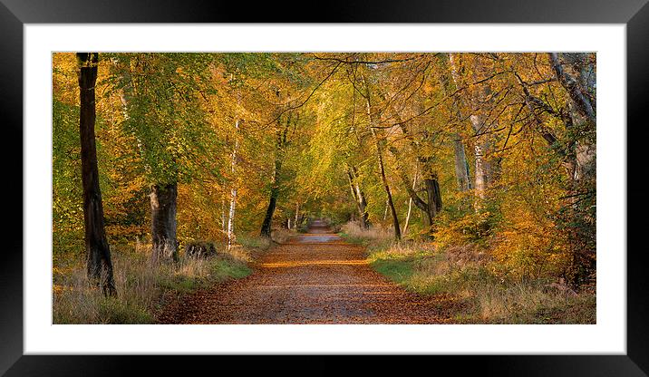 Golden Brown Framed Mounted Print by Philip Male