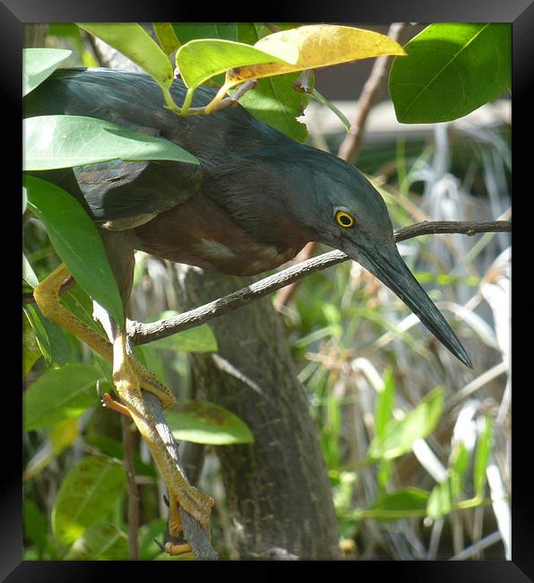 Fishing Bird Framed Print by Mark Richardson