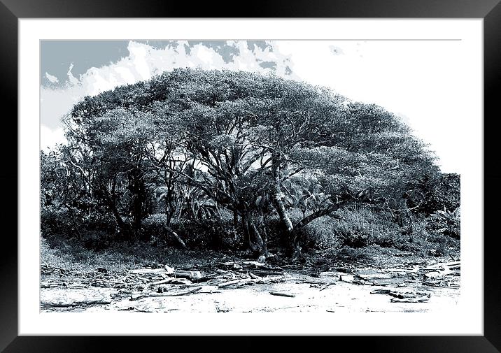 Giant Fig Tree on Beach Duo Tone  Framed Mounted Print by james balzano, jr.