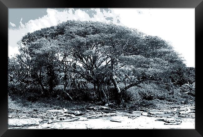 Giant Fig Tree on Beach Duo Tone  Framed Print by james balzano, jr.
