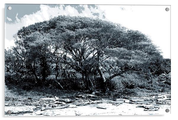 Giant Fig Tree on Beach Duo Tone  Acrylic by james balzano, jr.