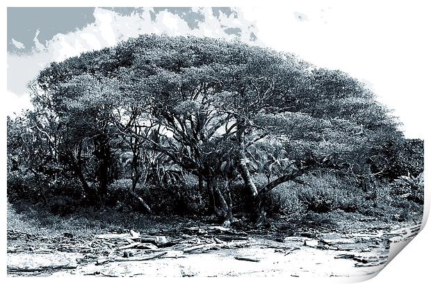 Giant Fig Tree on Beach Duo Tone  Print by james balzano, jr.