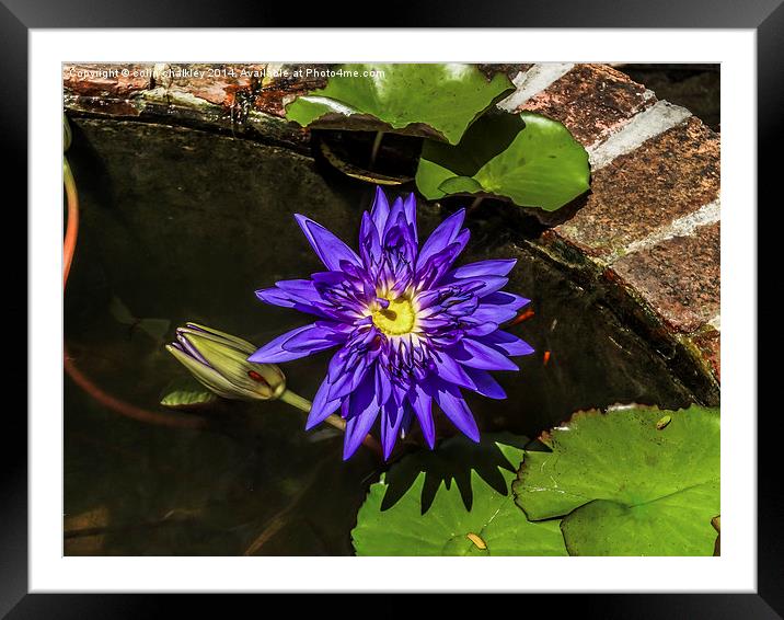  Thai Water Lily Framed Mounted Print by colin chalkley
