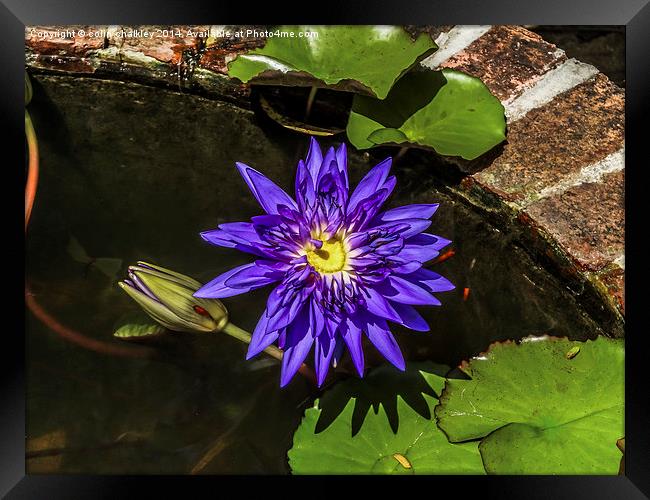  Thai Water Lily Framed Print by colin chalkley
