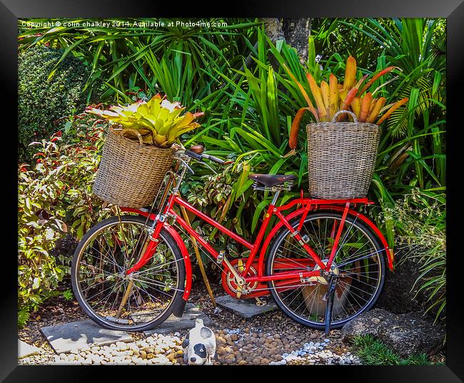  A Bicycle Planter - Thai style Framed Print by colin chalkley