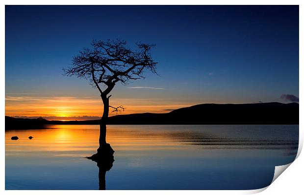  Lone Tree in  Loch Lomond Print by Paul Appleby