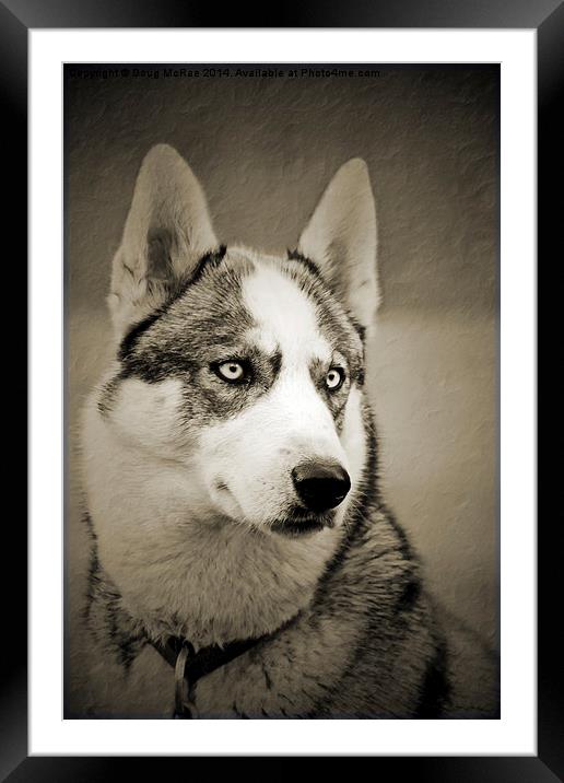  Siberian Husky 2 Framed Mounted Print by Doug McRae