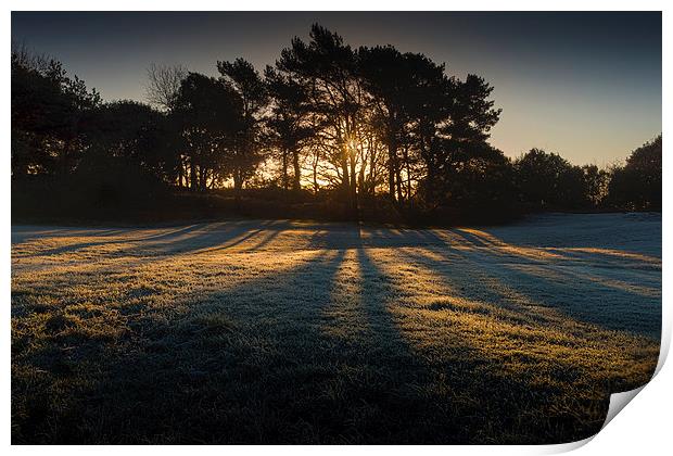  Sunrise through frosty trees Print by Leighton Collins