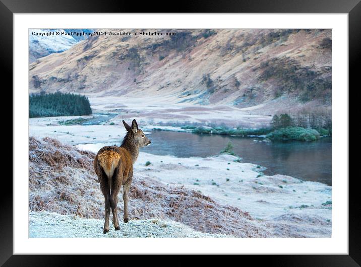  Glencoe Deer Framed Mounted Print by Paul Appleby