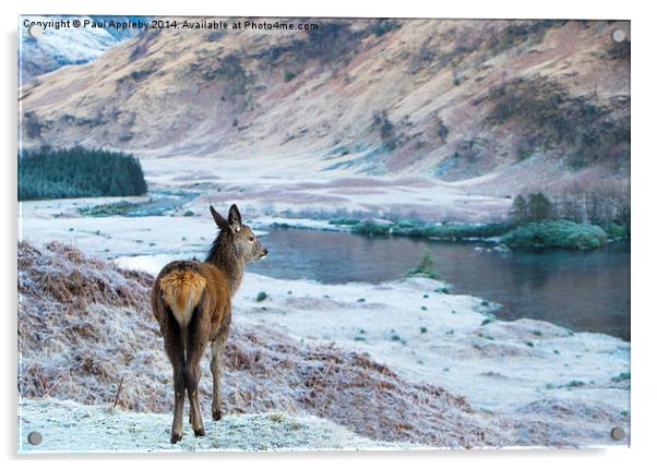  Glencoe Deer Acrylic by Paul Appleby