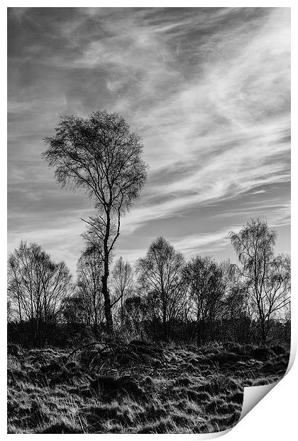  Winter Birch Print by Douglas McMann