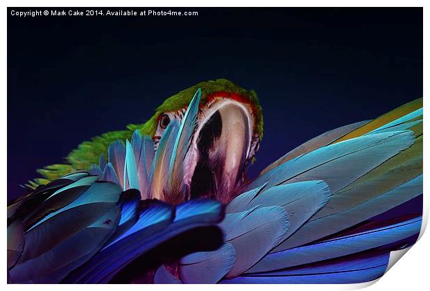  Harlequin macaw feathers Print by Mark Cake