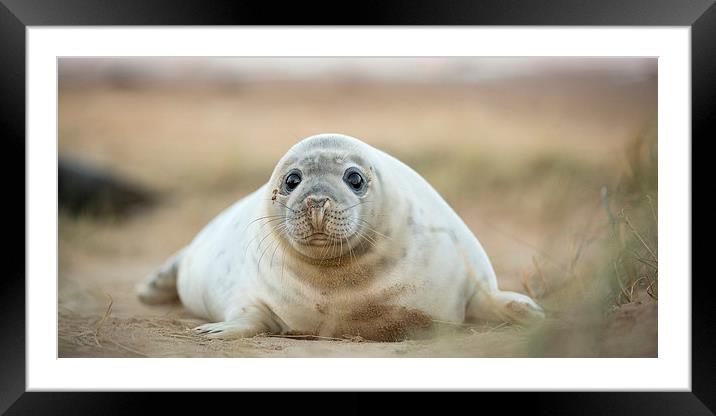  Full belly Framed Mounted Print by Philip Male