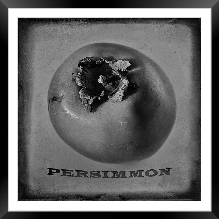  Persimmon Framed Mounted Print by Sandra Pledger
