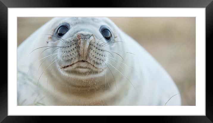  Whiskers and eyes  Framed Mounted Print by Philip Male