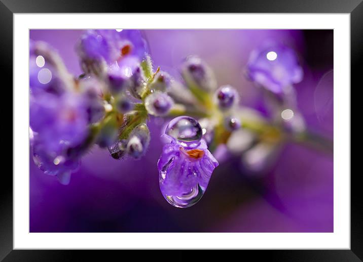 Lavender Rain Framed Mounted Print by Mary Lane
