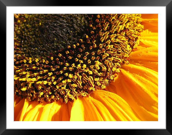 Sunflower Edge Framed Mounted Print by Mary Lane