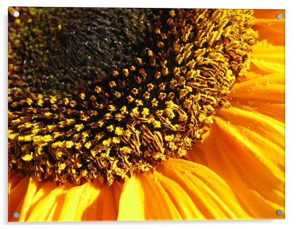 Sunflower Edge Acrylic by Mary Lane