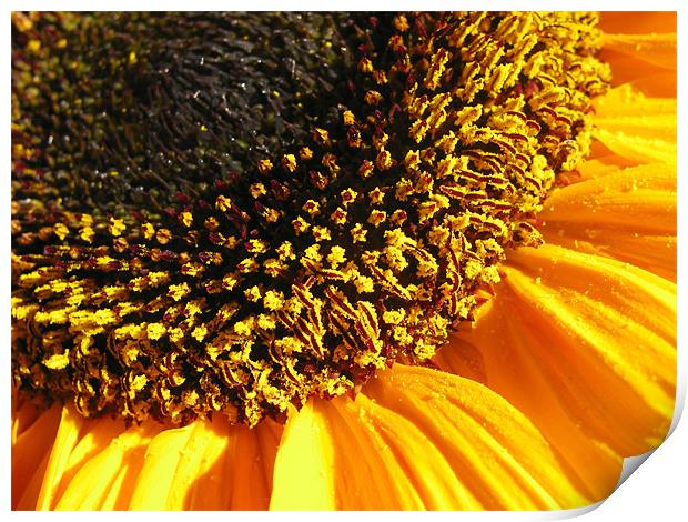 Sunflower Edge Print by Mary Lane