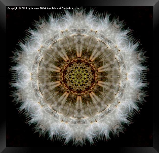  Dandelion Seedhead Circle Framed Print by Bill Lighterness