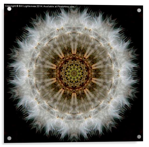  Dandelion Seedhead Circle Acrylic by Bill Lighterness