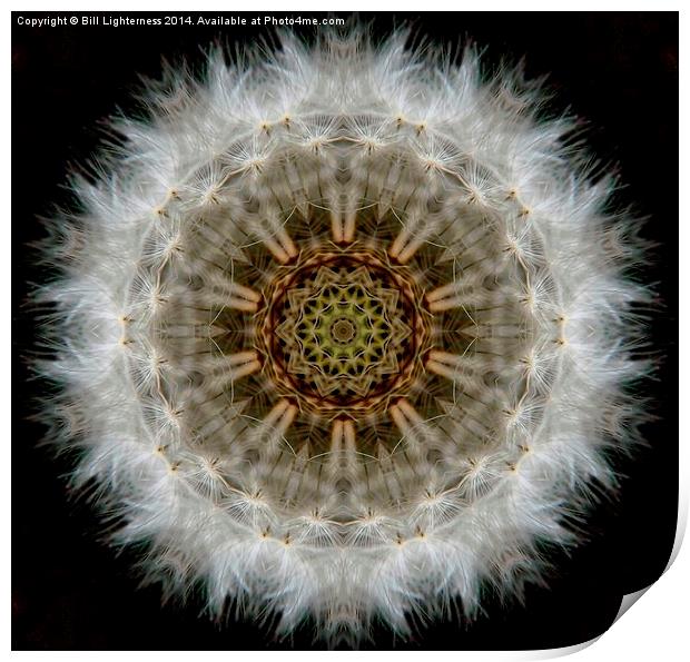  Dandelion Seedhead Circle Print by Bill Lighterness