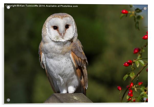  Barn Owl Acrylic by Alan Tunnicliffe