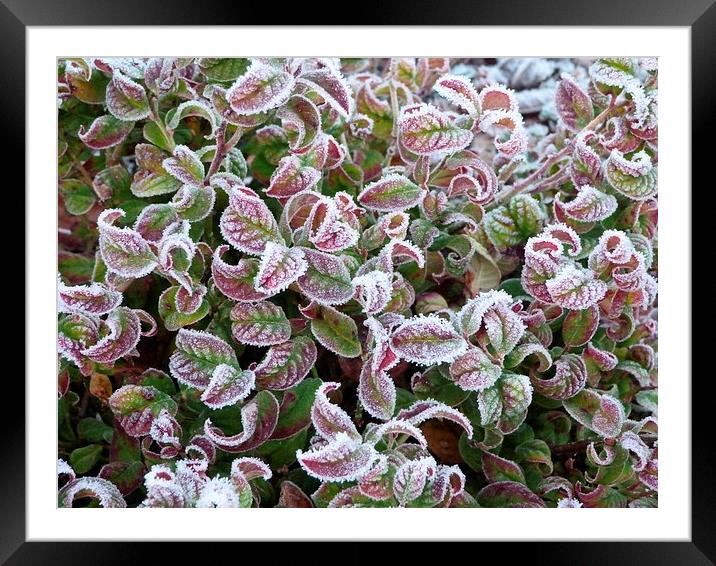  Frosty Leaves Framed Mounted Print by Stephen Cocking