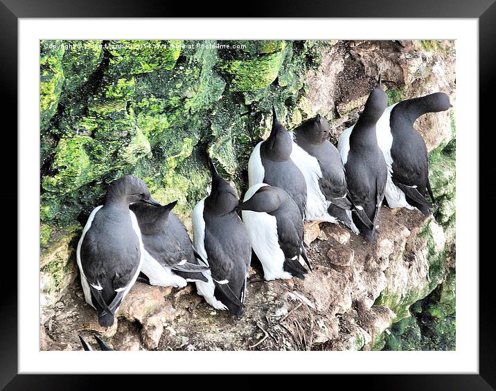 Guillmots at Bempton.  Framed Mounted Print by Lilian Marshall