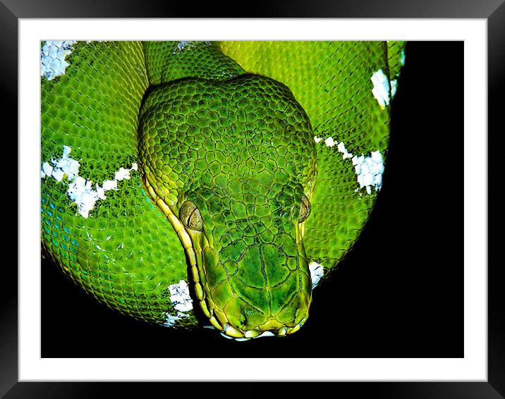 Cobra Framed Mounted Print by Mary Lane