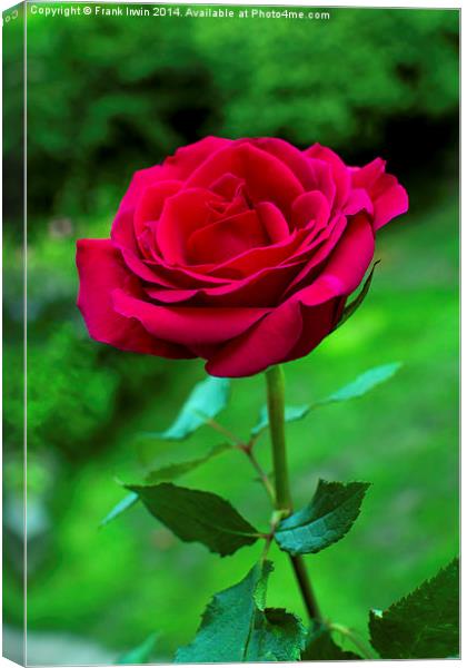  Beautiful red Hybrid Tea rose Canvas Print by Frank Irwin