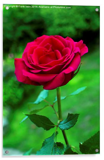  Beautiful red Hybrid Tea rose Acrylic by Frank Irwin