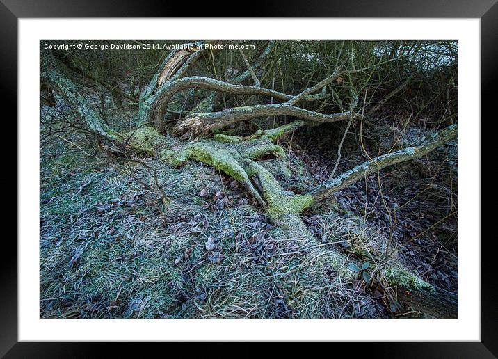  In the Forest Framed Mounted Print by George Davidson
