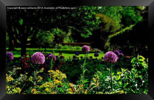  Purple Allium  Framed Print by Jason Williams