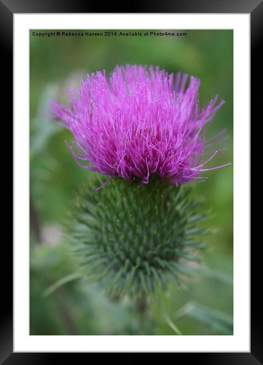  Thistle Framed Mounted Print by Rebecca Hansen