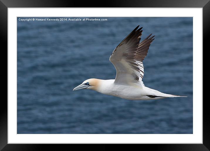 Gannet Framed Mounted Print by Howard Kennedy