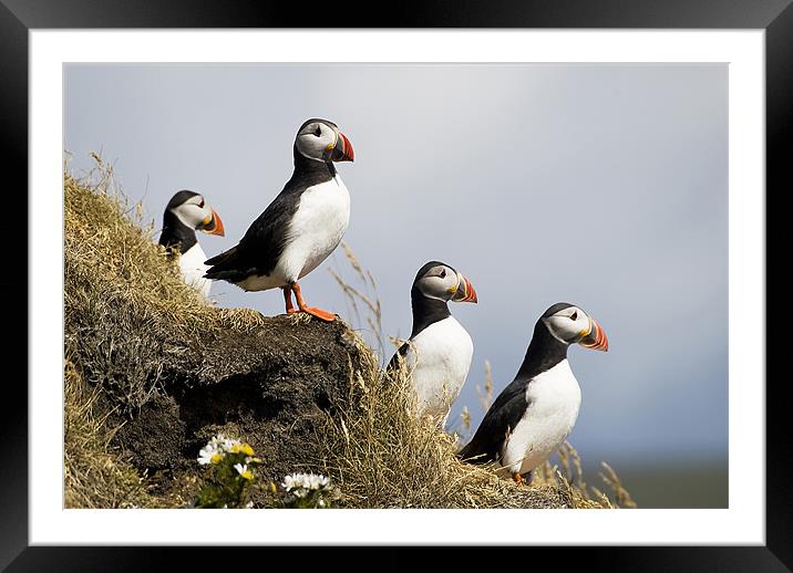 Puffins Framed Mounted Print by Mary Lane