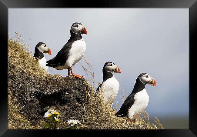Puffins Framed Print by Mary Lane