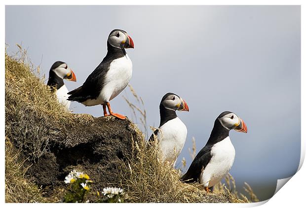 Puffins Print by Mary Lane