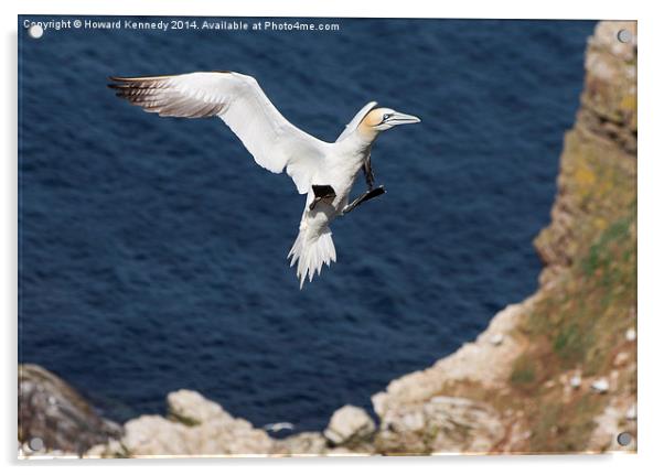 Gannet landing approach Acrylic by Howard Kennedy