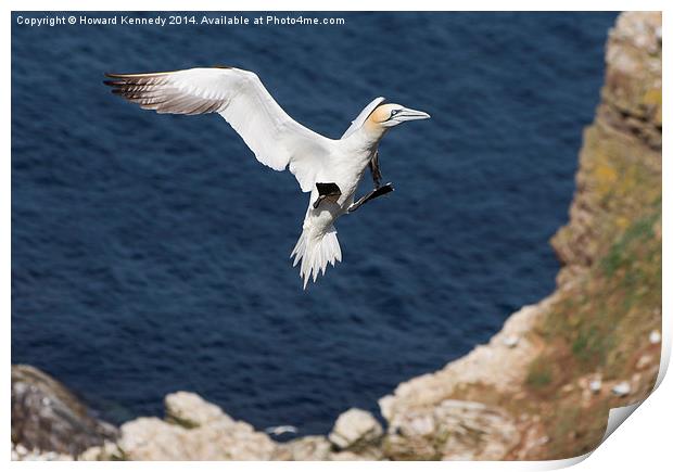 Gannet landing approach Print by Howard Kennedy